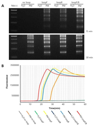 Effects of loop primer on RT-LAMP PCR. (A) Electrophoresis analysis and (B) real-time monitoring by Genie® III (Optigene Ltd, UK). PM is PMMoV RNA. Loopamp RNA amplification kit (EIKEN Co. Ltd, Japan) was used for RT-LAMP