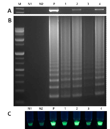 Rapid diagnosis with crude RNA extraction. (A) electrophoresis analysis of RT-PCR products, (B) electrophoresis analysis of RT-LAMP PCR amplicons, (C) fluorescence dye detection of RT-LAMP PCR. N1, negative control H2O; N2, negative control healthy plant RNA; P, positive control(PMMoV RNA extracted using easyblue protocol); 1, viral nucleic acid from plant sap extracted with EB buffer and then diluted 10x; 2, viral nucleic acid from plant sap extracted with EB buffer and then diluted 100x; 3, viral nucleic acid from plant sap extracted with TE buffer and then diluted 10x; 4, viral nucleic acid from plant sap extracted with TE buffer and then diluted 100x. Loopamp RNA amplification kit(EIKEN Co. Ltd, Japan) was used in this experiment