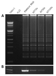 Rapid diagnosis with crude RNA extraction by 0.5M NaOH and dilution TE buffer (1) IMM no dye. (A) RT-LAMP PCR (B) RT-PCR