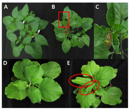 Plant materials for the RNA extraction of Pepper mild mottle virus. (A) Healthy Capsicum annuum, (B) C. annuum infected by PMMoV, (C) magnified image of red box in (B), (D) Healthy Nicotiania benthamiana and (E) N. benthamiana infected by PMMoV