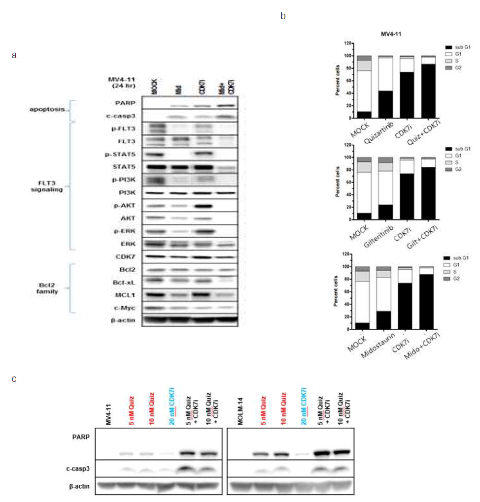 FLT3-ITD 변이 백혈병 세포주(MV4-11)에 FLT3 억제제와 CDK7 억제제(CDK7i)를 병합처리시 (a) 단백 (FLT3 하위신호, apoptosis, Bcl2 family 관련) 표현의 변화, (b) 세포주기 변화, (c) 세포사멸 확인