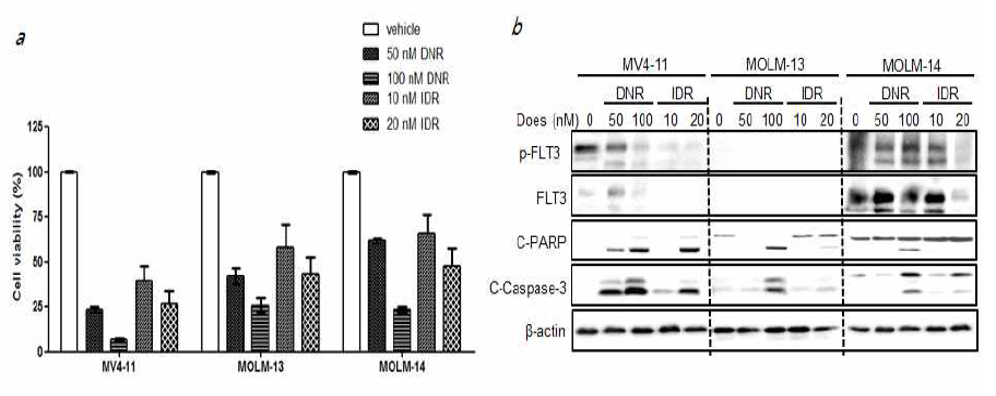 FLT3-변이 백혈병 세포주에서 anthracycline 증량의 효능. a) cell viability, b) western blot