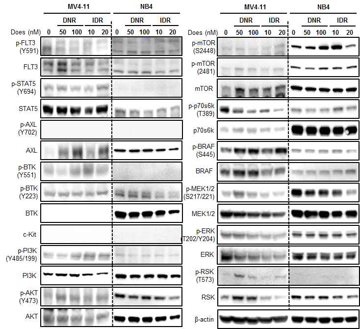 FLT3-ITD mutant와 wild type 세포주에 daunorubicin (DNR)과 idarubicin (IDR) 처리 후 FLT3 하위 단백질 발현