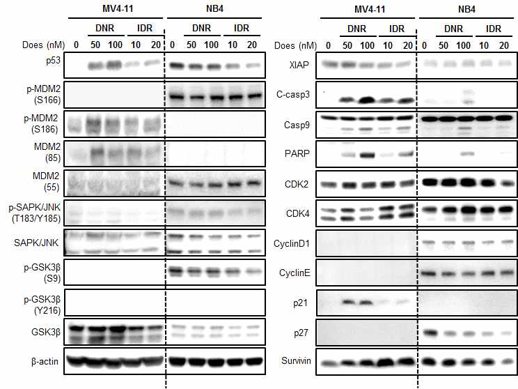 FLT3-ITD mutant와 wild type 세포주에 daunorubicin (DNR)과 idarubicin (IDR) 처리 후 세포주기관련 단백질 발현