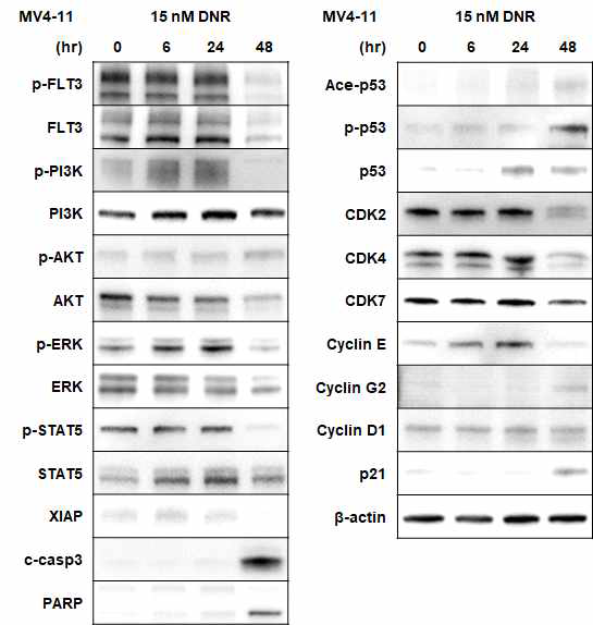 FLT3-ITD mutant 세포주에 DNR 처리 후 FLT3 관련기전, 세포사멸 및 세포주기와 연관된 단백질 발현의 변화