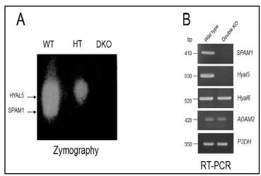 활성 염색과 RT-PCR