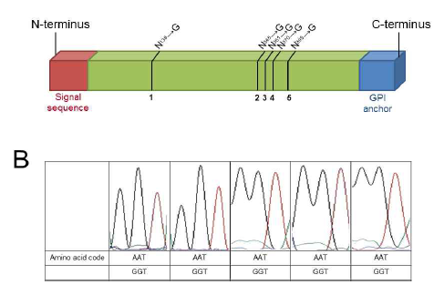 정자 히알루로다다제 도식화 및 변이 후 sequencing