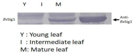 잎 발달 관정에서 나타나는 SIG1 단백질의 변화량 분석