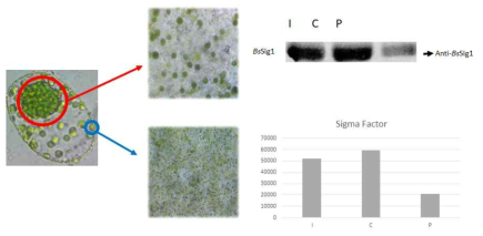 이형 엽록체 내의 SIG1 단백질 발현 분석