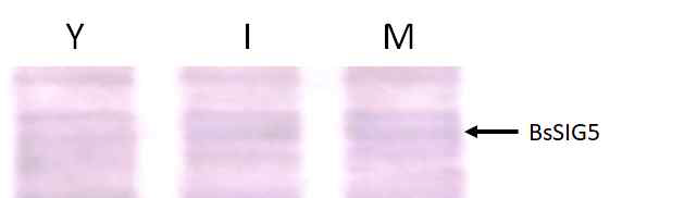 잎 발달시 BsSIG5 단백지르이 발현 양 비교 Y: Young, I: Intermediate, M: Mature