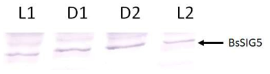 성숙한 잎에서의 빛의 조사에 따른 BsSIG5 단백질 발현양 비교 L1: Before Dark(10PM), D1: After Dark (1AM) D2: Before Light (6AM) L2: After Light (2PM)