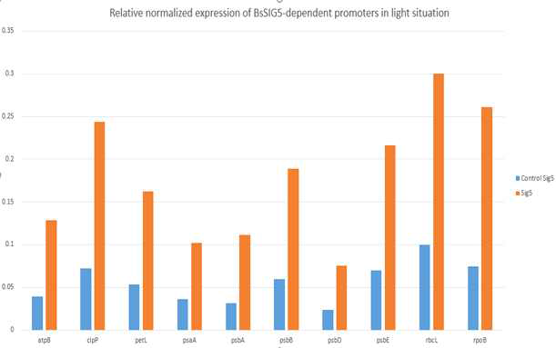 BsSIG5 단백질과 상호작용하는 엽록체 유전체의 promoter 영역 분석