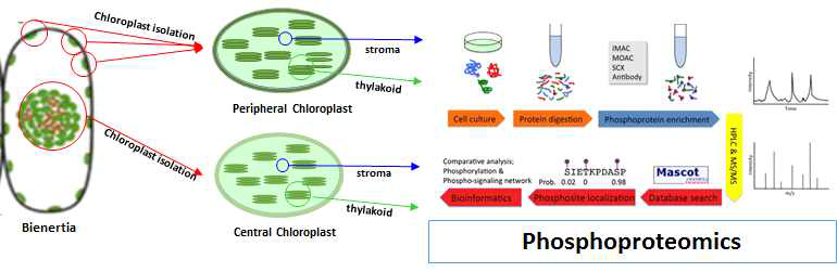 B. sinuspersici 의 phosphoproteomics 실험 계획