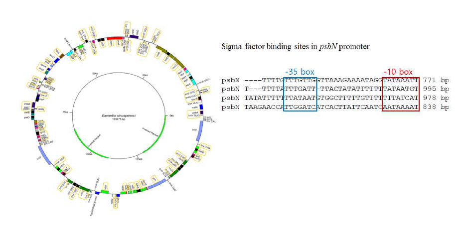B. sinuspersici 엽록체의 psbN 유전자의 promoter 영역내 Sigma factor 결합 위치 분석