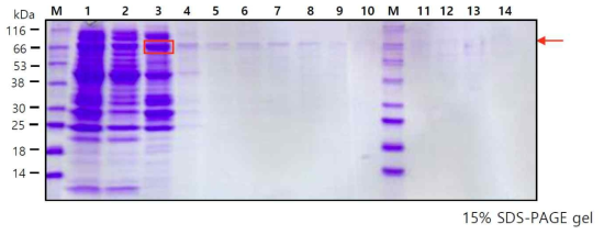Native 조건에서 분리된 BsSIG5 단백질 정제