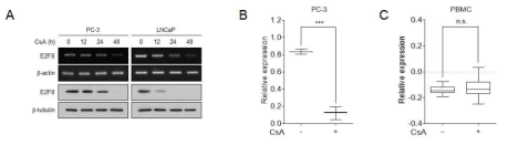CsA에의한 E2F8의 발현 저하. (A) 전립선암세포주에서 CsA (10 uM) 처리에 따른 E2F8의 발현 저하. CsA 처리에 따른 PC-3 세포주(B) 및 PBMC(C)에서 E2F8의 발현 변화. (***p<0.005, n.s., not significant)