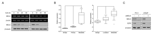 MELK-E2F8 interaction 확인. (A) CsA 자극에 의한 전립선암세포주에서 MELK와 E2F8의 발현변화를 RT-PCR 및 western blot 방법으로 확인. (B) GSE3325 및 GSE35988 전립선암환자 데이터에서 MELK의 발현 확인. (C) MELK knock-down에 의한 E2F8의 발현 확인. ***, p < 0.005