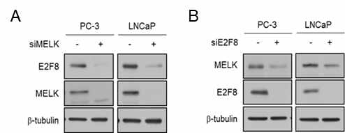E2F8-MELK 상관관계. (A) 전립선암세포주에서 MELK (B) 및 E2F8 (C) knock-down에 따른 E2F8 및 MELK의 발현 확인
