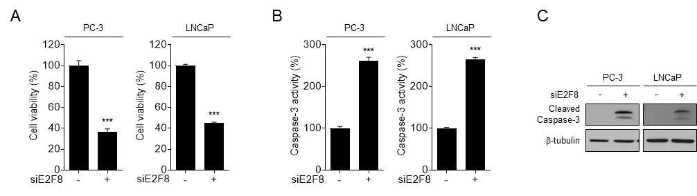 E2F8 knock-dwon에 의한 세포사멸. 전립선암세포주에 MELK siRNA (50 nM) knock-down 48시간 후, (A) MTT assay (B) caspase 3 activity assay (C) cleaved caspase 3 western blot 시행