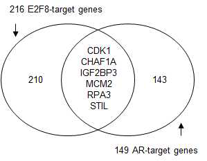 E2F8 target gene list와 AR target gene list 비교