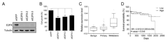 E2F8의 역할에 대한 단서 확보 및 임상적 중요성 평가. (A) PC-3세포에서 siRNA로 E2F8을 knoc-kdown시킨 후 western blot으로 확인. (B) PC-3세포에서 siRNA로 E2F8을 knock-down시킨 후 MTT assay를 실시. Mean±SEM (n=4). *p < 0.05, **p < 0.01, ***p <0.005. (C) Benign, primary, metastasis 전립선암 환자의 microarray data로부터 E2F8의 발현 변화를 분석. (D) 생존율 분석, HR, hazard ratio