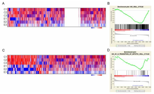 Microarray 데이터 분석. PC-3 세포(A & B)와 LNCaP 세포(C and D)에서 siControl (C1, C2, C3)과 siE2F8 (E1, E2, E3)를 처리한 후 microarray 실험을 실시 했음. (A and C) Clustering 분석. (B and D) GSEA 분석을 통해 얻은 GO enrichment plot