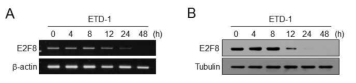 E2F8-targeting drug (ETD-1) 효과 검증. PC-3 세포에 E2F8 타깃 약물을 시간별로 처리한 후 E2F8의 발현 변화를 RT-PCR (A) 및 western blot (B) 실험으로 확인