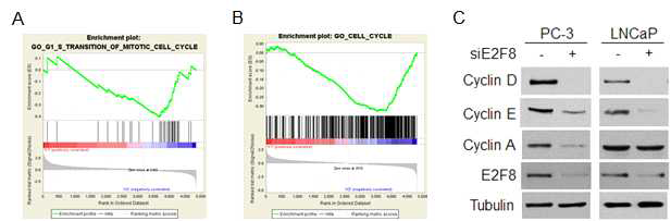 E2F8 발현조절에 의한 cell cycle gene set의 변화 검증. PC-3 (A) 및 LNCaP(B) 세포주에서 siE2F8 처리한 후 microarray data 분석 실시. (C) Western blotting 방법으로 cell cycle 관련 분자들의 발현변화 확인