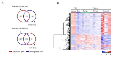 CsA 처리한 전립선암세포주 및 전립선암환자 데이터에서의 유전자 발현 비교. (A) CsA 처리한 전립선암세포주 및 전이단계 전립선암환자에서 공통적으로 발현 저하된 593 유전자 및 발현 증가된 278 유전자. (B) CsA 처리한 전립선암세포주 및 전립선암환자 데이터에서의 inverse relation을 보여주는 heatmap