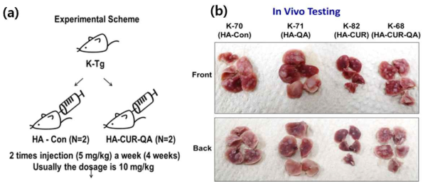 HA-복합약물결합제의 동물시험 계획 및 결과 (a) Schematic representation of in vivo testing of HA-CUR-QA conjugate, (b)In vivo testing solid tumor images of HA (control), HA-QA, HA-CUR, and HA-CUR-QA conjugates