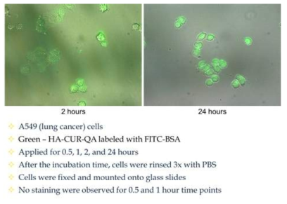 Fluorescence images of HA-CUR-QA and A549 cell binding