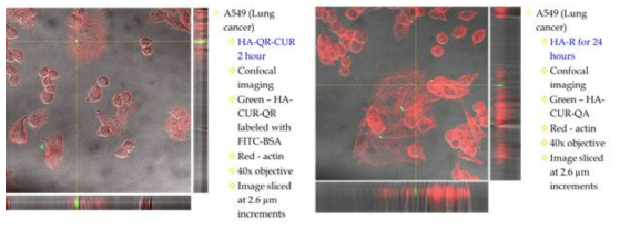 HA-CUR-QA and A549 의 컨포컬 이미지