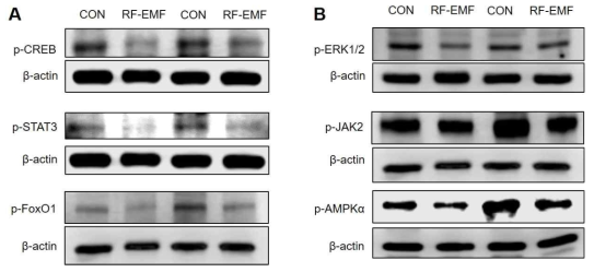 The effect of RF-EMF exposure on phosphorylation of signal transduction proteins in striatum of aging-PD mice