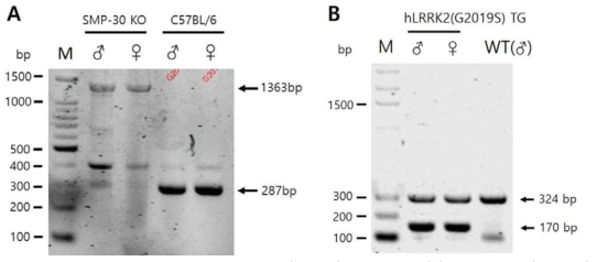Genotyping of SMP-30 KO and hLRRK2(G2019S) TG mice. (A) Wild-type (C57BL/6) and mutated genes gave 280 bp and 1363 bp PCR products, respectively. (B) Wild-type and mutated genes gave 324 bp and 170 bp PCR products, respectively