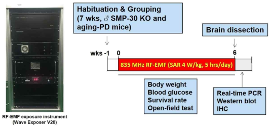 Exposure of RF-EMF in animal model. In this study, the whole-body exposure method was studied using 835 MHz RF-EMF(4.0 W/kg SAR, for 5 h/day, for 6weeks) exposure equipment