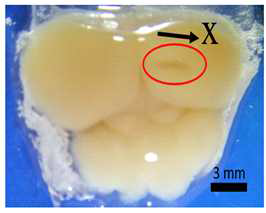 생쥐의 뇌조직을 이용한 LGFU 파쇄 성능 검증 (3 mm 길이의 선 패턴을 뇌조직 표면에 형성)