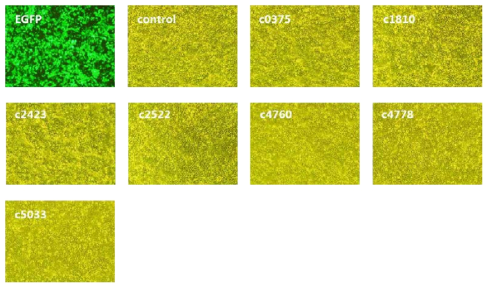 각각의 분비 독성인자 유전자를 HEK 293T 세포내에 도입하여 과발현을 유도함. 대조구 세포와 비교하였을 때 세포독성에 따른 형태적인 변화가 관찰되지 않음