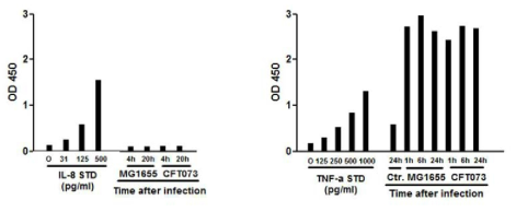 대식세포 RAW 264.7에 비병원성 대장균 MG1655 균주와 요로병원성 대장균 CFT073 균주를 감염시켜서 cytokine들의 분비를 비교하였으나 차이를 나타내지 않았음