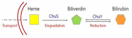 ChuY 단백질은 Heme oxygenase인 ChuS에 의해 분해된 biliverdin IXβ을 항산화제인 bilirubin으로 환원시킬 것으로 제안