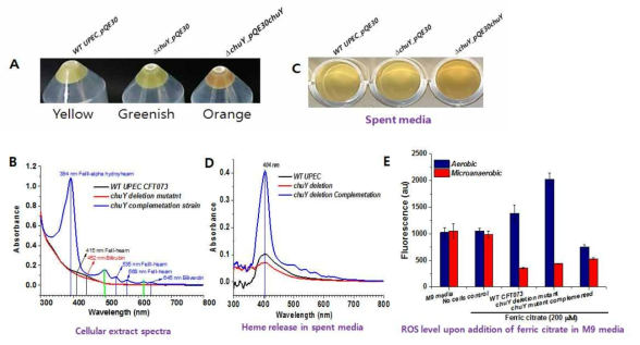 ChuY 단백질의 결여 또는 과발현에 따른 셀 펠렛과 배지의 색상변화 및 heme과 ROS 양의 차이