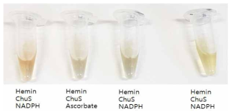 ChuY 단백질의 biliverdin reductase 활성 시험으로, hemin과 heme oxygenase인 ChuS에 의해 생성된 biliverdin IXβ을 ChuY 단백질이 bilirubin으로 환원 과정을 나타냄