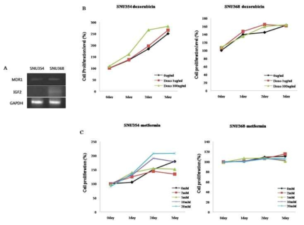 characterization of SNU354 and SNU368 cells. (A) The protein product of the multidrug resistance 1 (MDR1) gene in SNU354 and SNU368 cells was analyzed by RT-PCR. IGF2 was expressed in the SNU368 cells. (B) Cell proliferation level was determined by WST-1 assay after doxorubicin treatment in SNU354 and SNU368 cells. (C) Cell proliferation level are shown by WST-1 assay after metformin treatment in SNU354 and SNU368 cells. Representative results and shown for experiments that we repeated independently 3times