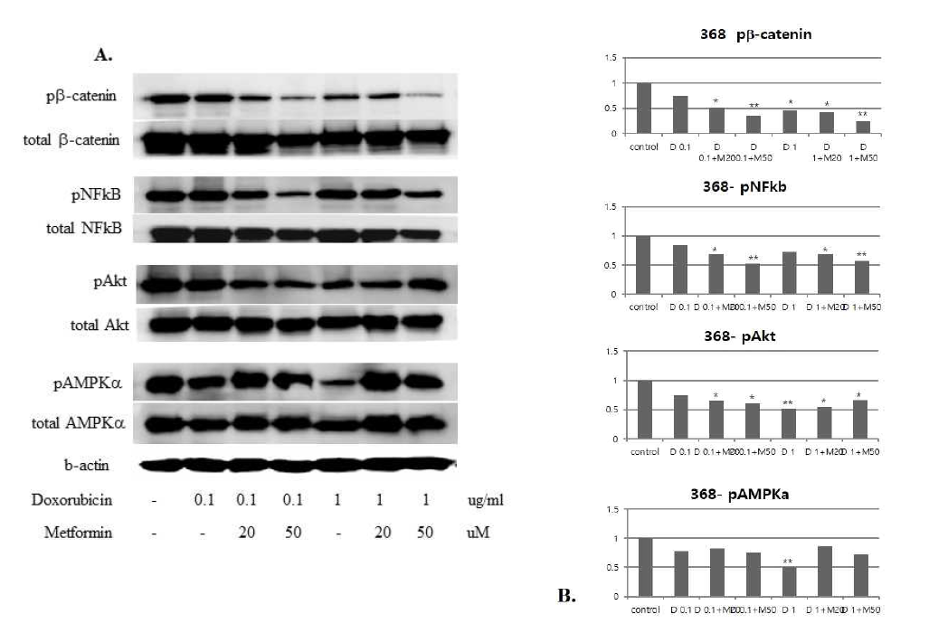 metformin inhibits b-catenin phosphorylation