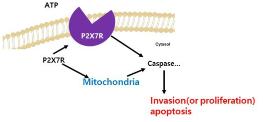 교모세포종의 악성화 기전에서 P2X7R의 역할