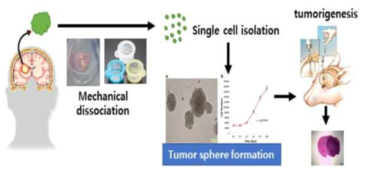 환자유래 교모세포종 종양구 이식을 통한 교모세포종 마우스 모델제작 개요