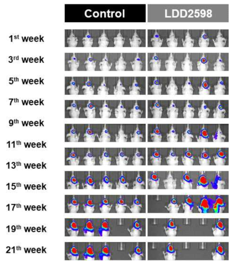 환자유래 교모세포종 종양구 이식을 통한 교모세포종 마우스 모델을 통한 P2X7R antagonist LDD2598의 효능 검증을 위한 IVIS 이미지