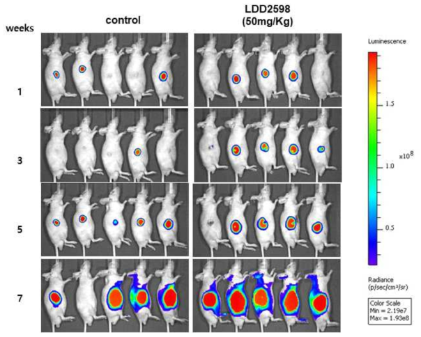 환자유래 교모세포종 Subcutaneous Injection 모델 을 통한 P2X7R antagonist LDD2598의 효능 검증을 위한 IVIS 이미지