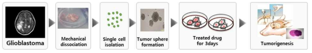 환자유래 교모세포종 종양구를 단일세포로 만든 후 P2X7R 저해제를 3일간 처리 후 살아남은 세포를 이식하여 약물의 효능 평가 모델