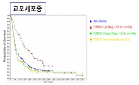 전체 교모세포종환자군에서 P2X7R의 발현이 높은군의 생존이 감소함