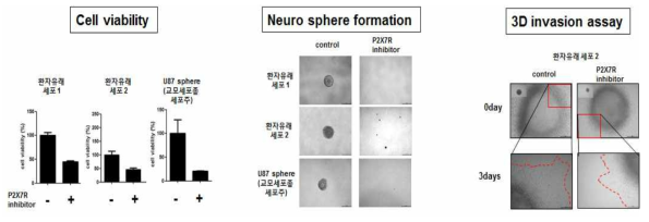 새로운 P2X7R 저해제에 의한 교모세포종 종양구의 생물학적 변화 연구